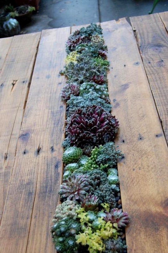 #20. Pallet SUCCULENT FILLED COFFEE TABLE