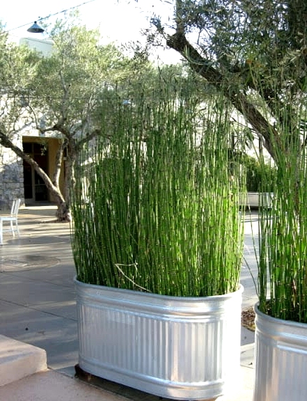 Plant Tall Grasses or Bamboo