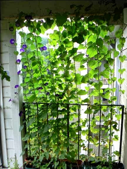 Use Some Gorgeous Hanging Vines