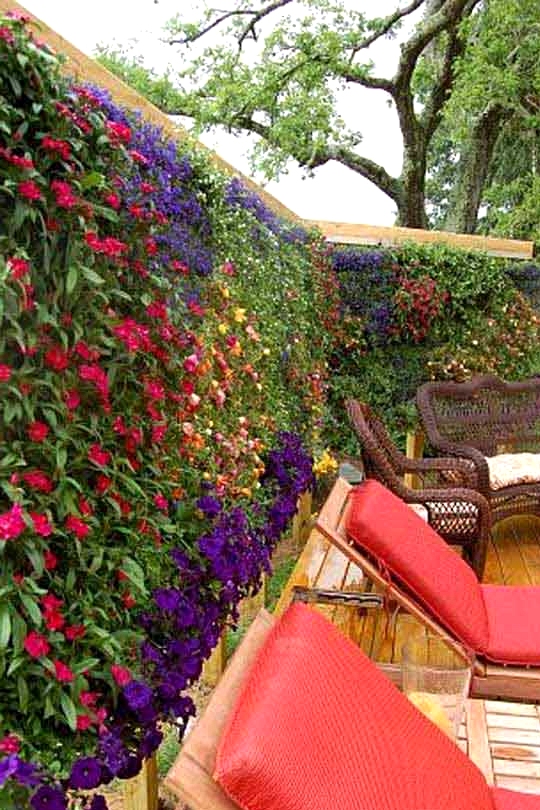 Create a Full Plant and Flower Privacy Wall
