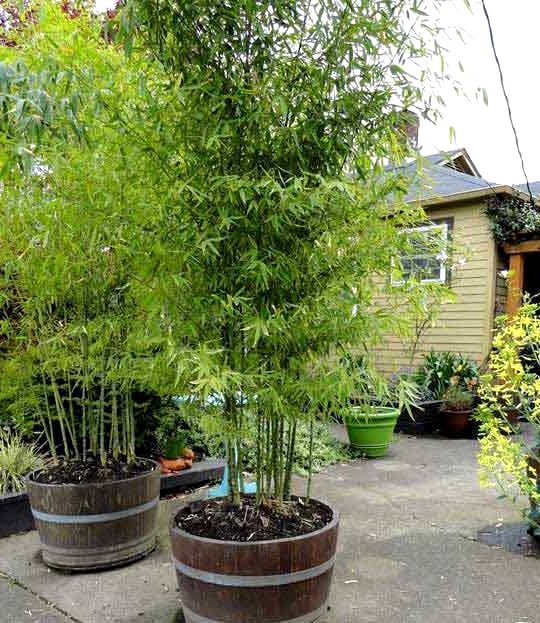 Use Wine Barrels as Planters for Tall Plants