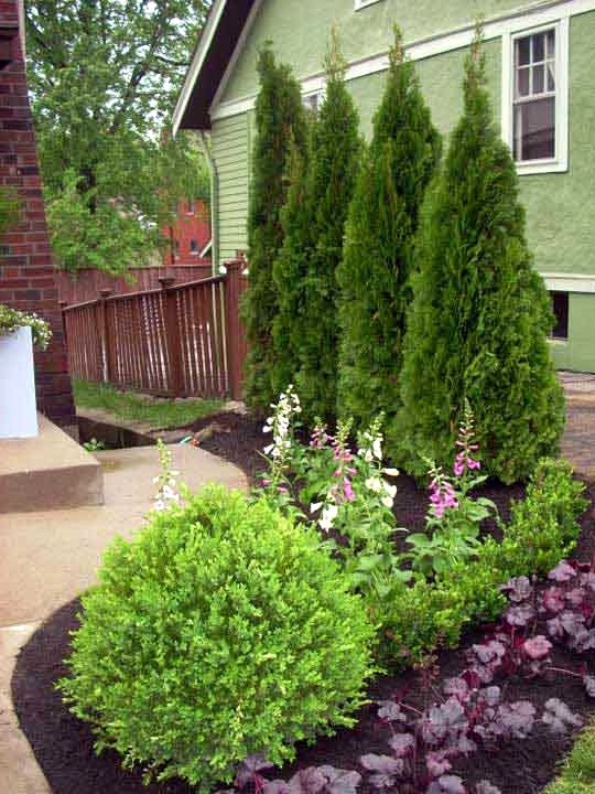 Plant Evergreens for a Tall Shrubbery Wall