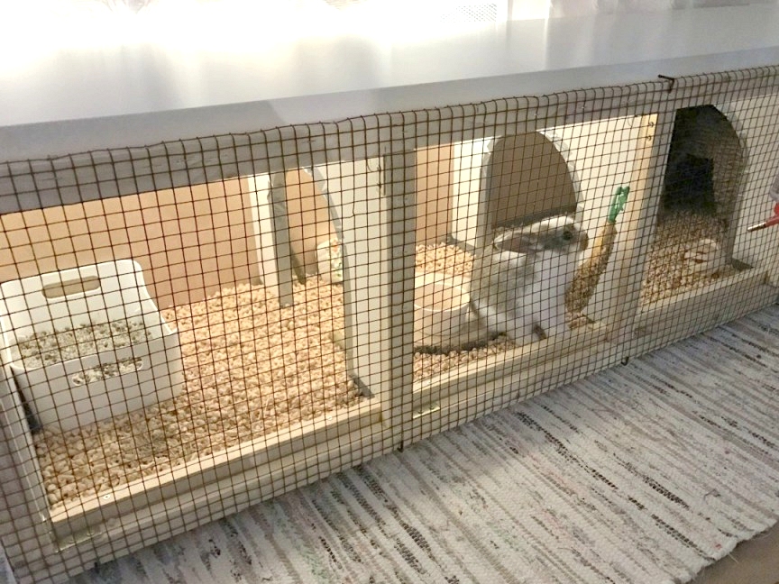 IKEA KALLAX unit turned into a cute bunny cage or rabbit hutch.