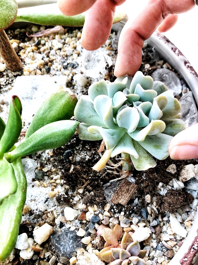 Once the succulent has roots its ready to plant in just after two weeks.