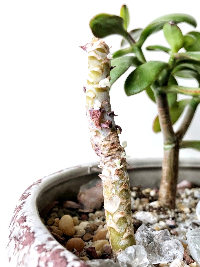 After the top of the succulent is cut off, the stretched out stem will start to develop new growth. Thus the propagation process can be repeated endlessly.