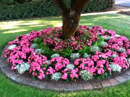 Plant a Circular Flower Bed for a Tree Base