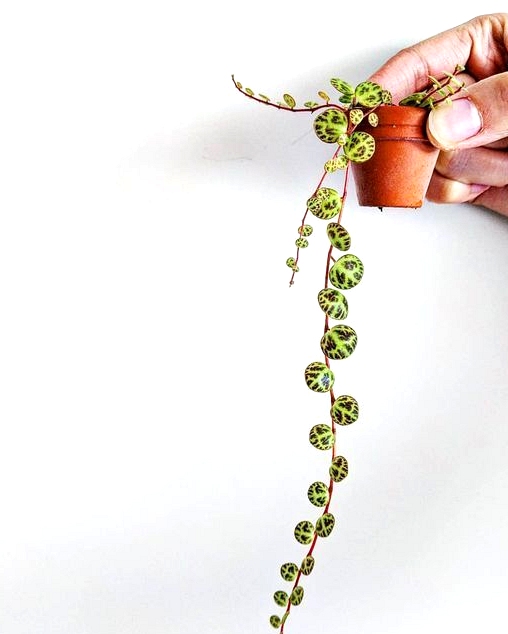String of turtles aka Peperomia Prostrata, makes for an adorable indoor hanging plant 