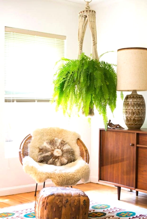 Boston Fern in a boho living room