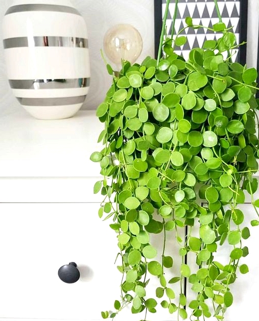 String of nickels plant displayed on a shelf.