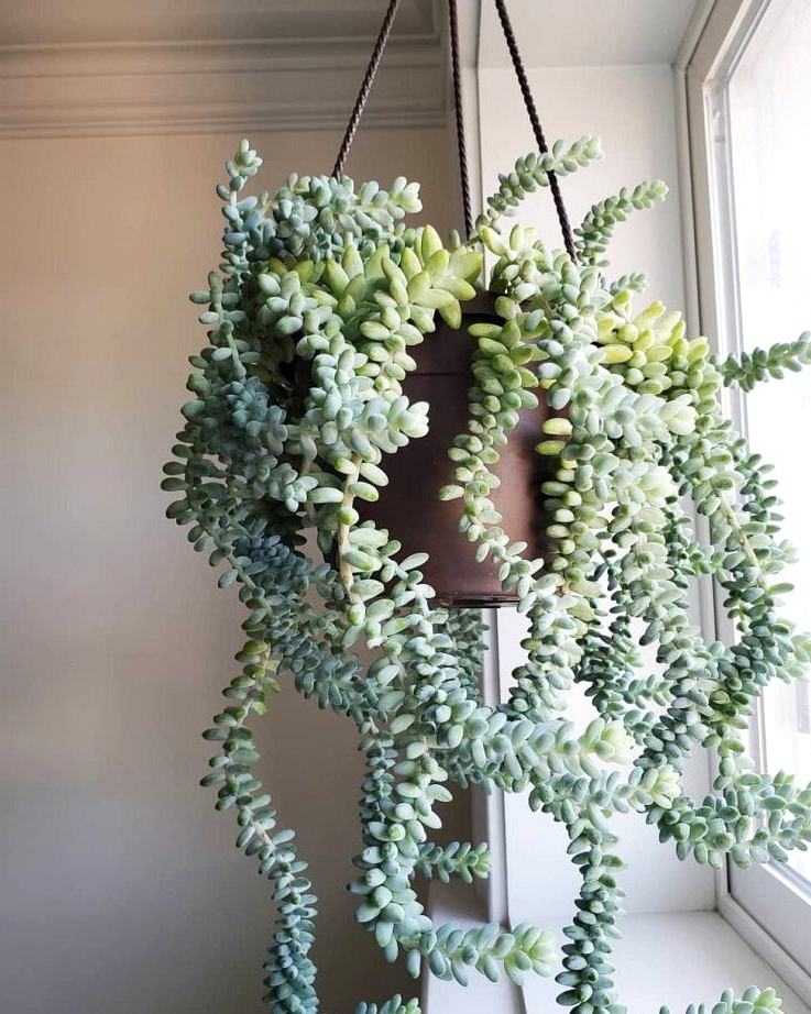 Burro's tail succulent is a great plant to hang in front of a window. 