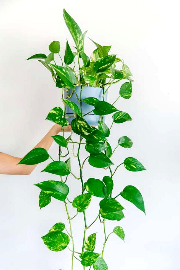 Pothos plant, or devils ivy is another great indoor hanging plant with long vines and big green leaves. 