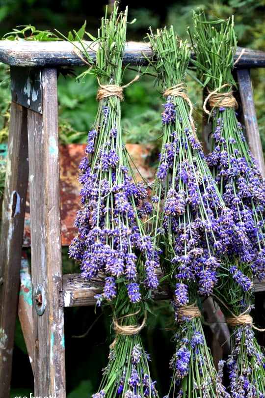 Hang Herbs and Flowers to Dry