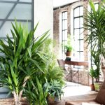 PLANTS FOR EVERY ROOM IN YOUR HOUSE