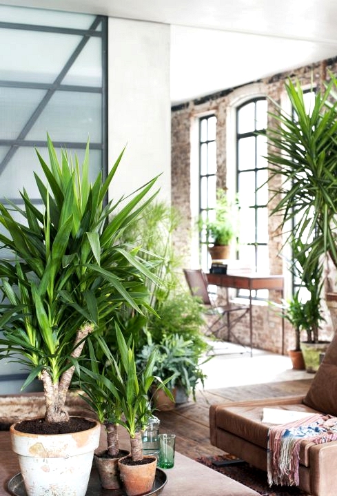 PLANTS FOR EVERY ROOM IN YOUR HOUSE