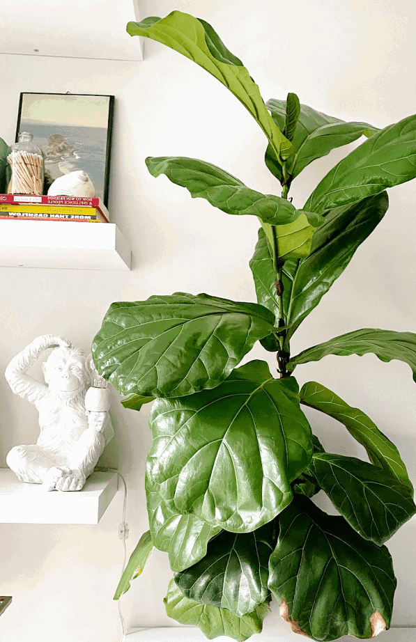 This ultimate fiddle leaf fig tree care guide will help you grow your plant just like this one!