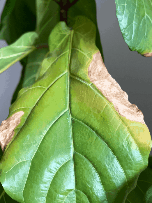 Light brown spots on the edge of the fiddle leaf fig leaf indicate under watering