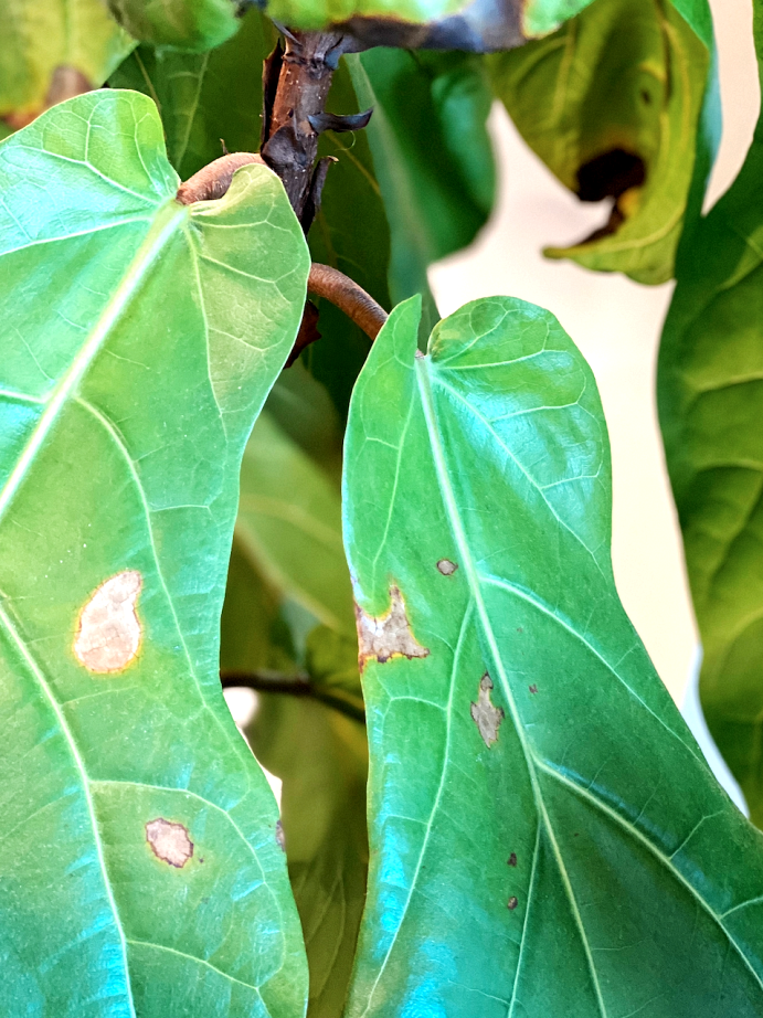 Brown spots in the middle of the fiddle leaf fig plant indicate root rot