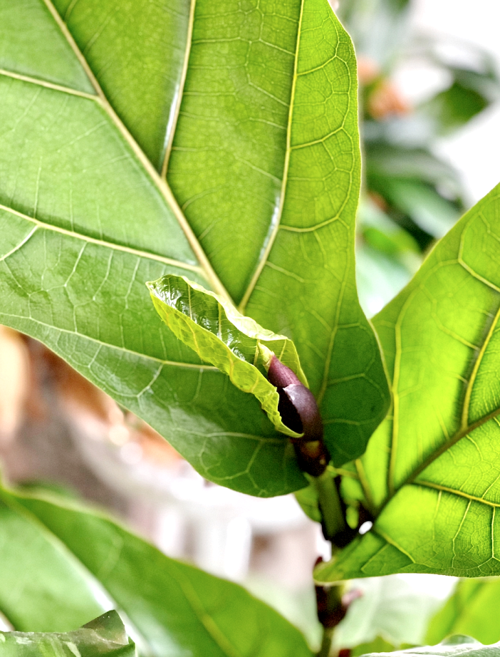 Follow this ultimate fig tree care guide to ensure your plant grows new leaves like this one!