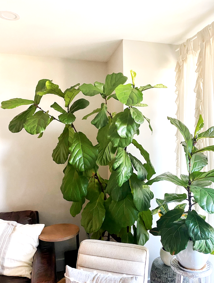 The Ultimate Fiddle Leaf Fig Tree Care Guide