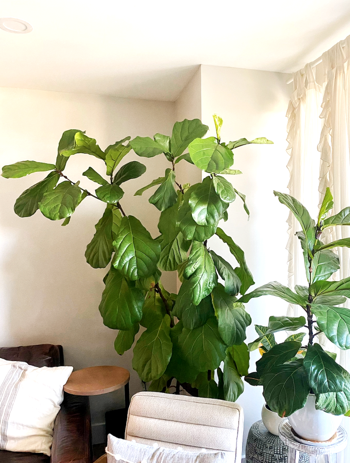 The ultimate fiddle leaf fig tree care guide