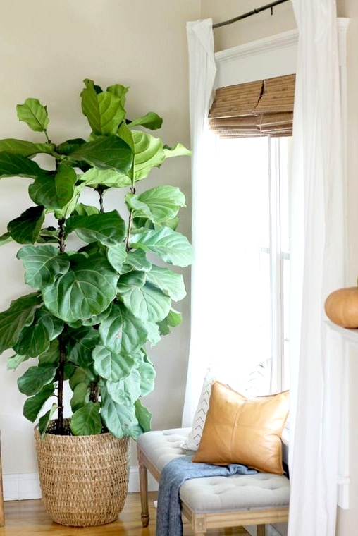 Step by step guide on how to propagate your fiddle leaf fig tree.