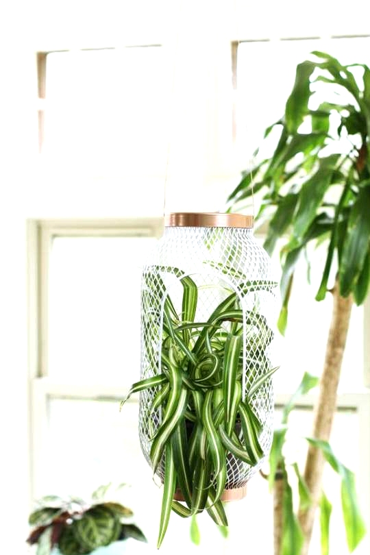 IKEA Hack for Plant lovers, turn a basic IKEA Lantern into a hanging planter