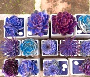 35 Straightforward and Reasonably priced DIY Succulents Challenge Concepts