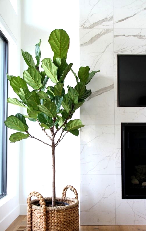 How to propagate your fiddle leaf fig tree.