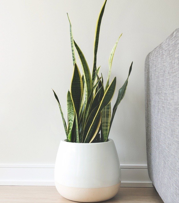 The snake plant is a resilient houseplant that is perfect for beginners. 