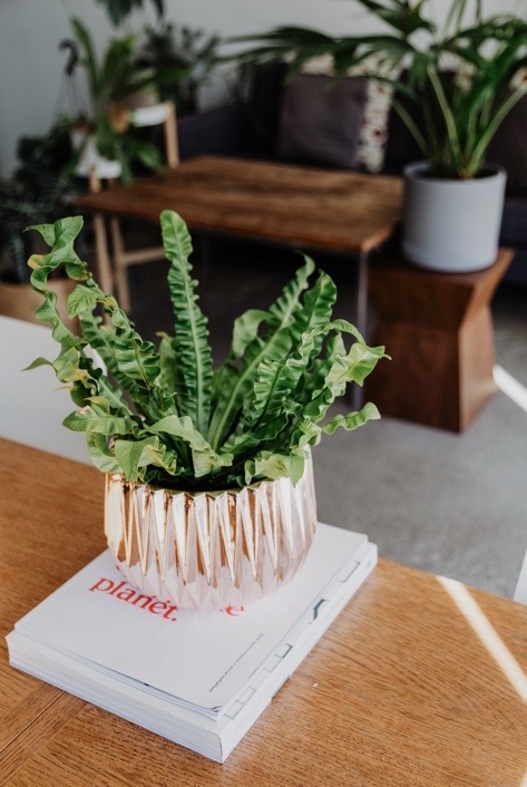 The crispy wave, or pleated birds nest plant is a unique indoor plant and is an ideal candidate for the bathroom as it enjoys lowlight and ample humidity. 