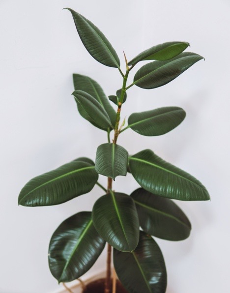 A unique and beautiful house plant for your home that requires little sunlight is the rubber tree