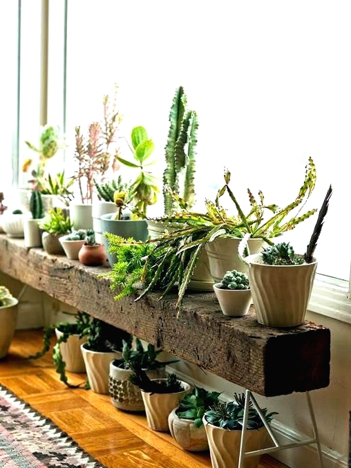 a rough wooden bench used as a plant stand for lots of various potted succulents, cacti and other plants is amazing