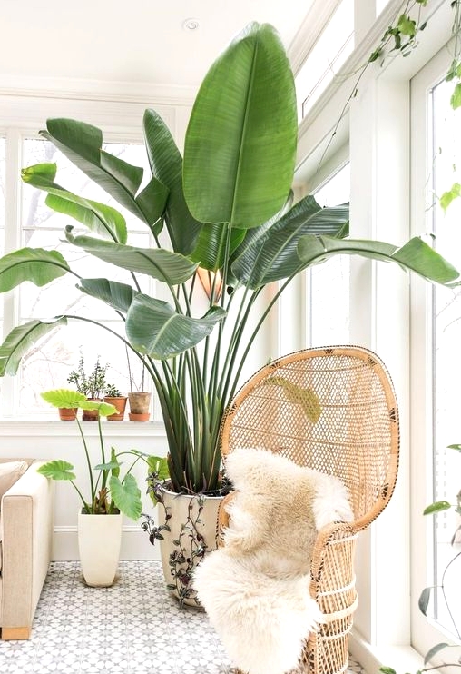 oversized statement plants are always a good idea to accent any space, put on in the corner and the room will be gorgeous