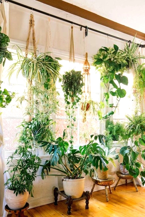 a real jungle with standing and hanging plants will refresh and enliven any space and make it gorgeous