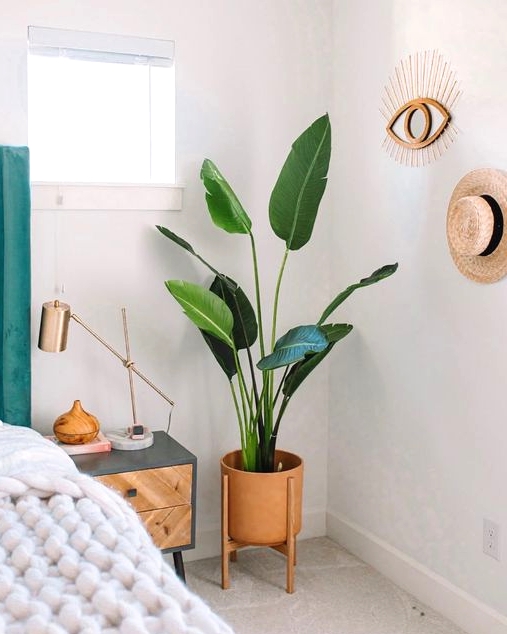 a statement plant in the corner of your room will instantly make your room cooler and bolder and will add a fresh touch to the room
