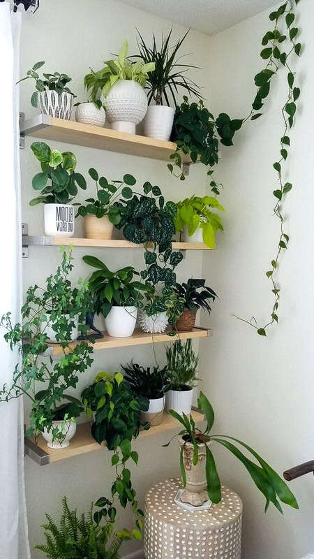 open shelves with lots of potted greenery and succulents is a cool idea for a modern and fresh space