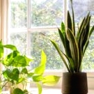 Plant care in summer: Essential tips