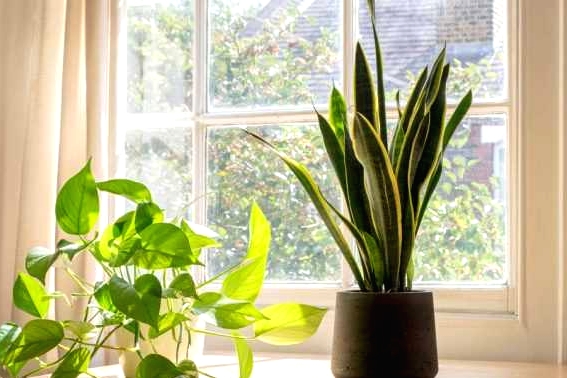 Plant care in summer: Essential tips