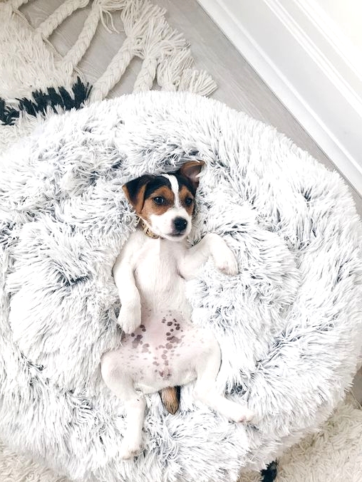 a round super soft dog bed of faux fur is a pretty idea that won't spoil your interior and will make your dog happy