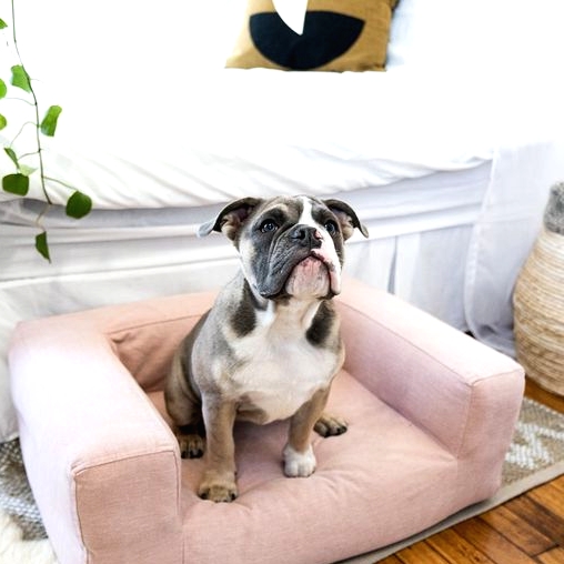 a small and comfy dog couch in soft rose is a very cool idea for a contemporary or modern interior and looks cute