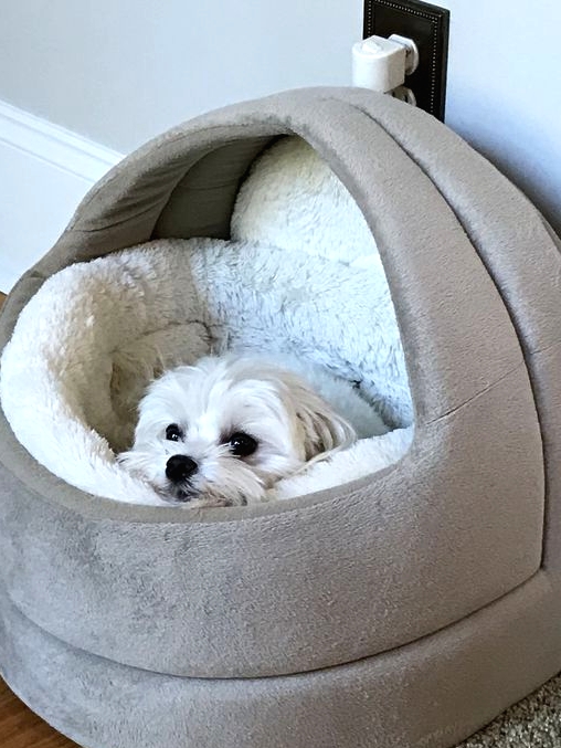 an all-soft dog bed with a neutral soft inner is ideal for a small dog and can be a very cool solution