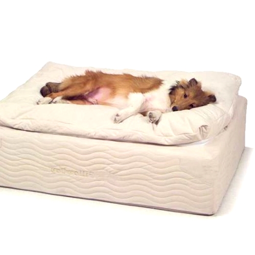 a soft bed with an additional cushion is just a soft heaven for any pet, whether it's a dog or a cat or someone else
