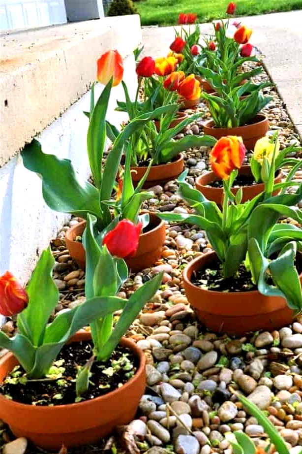 Create a Border of Potted Plants