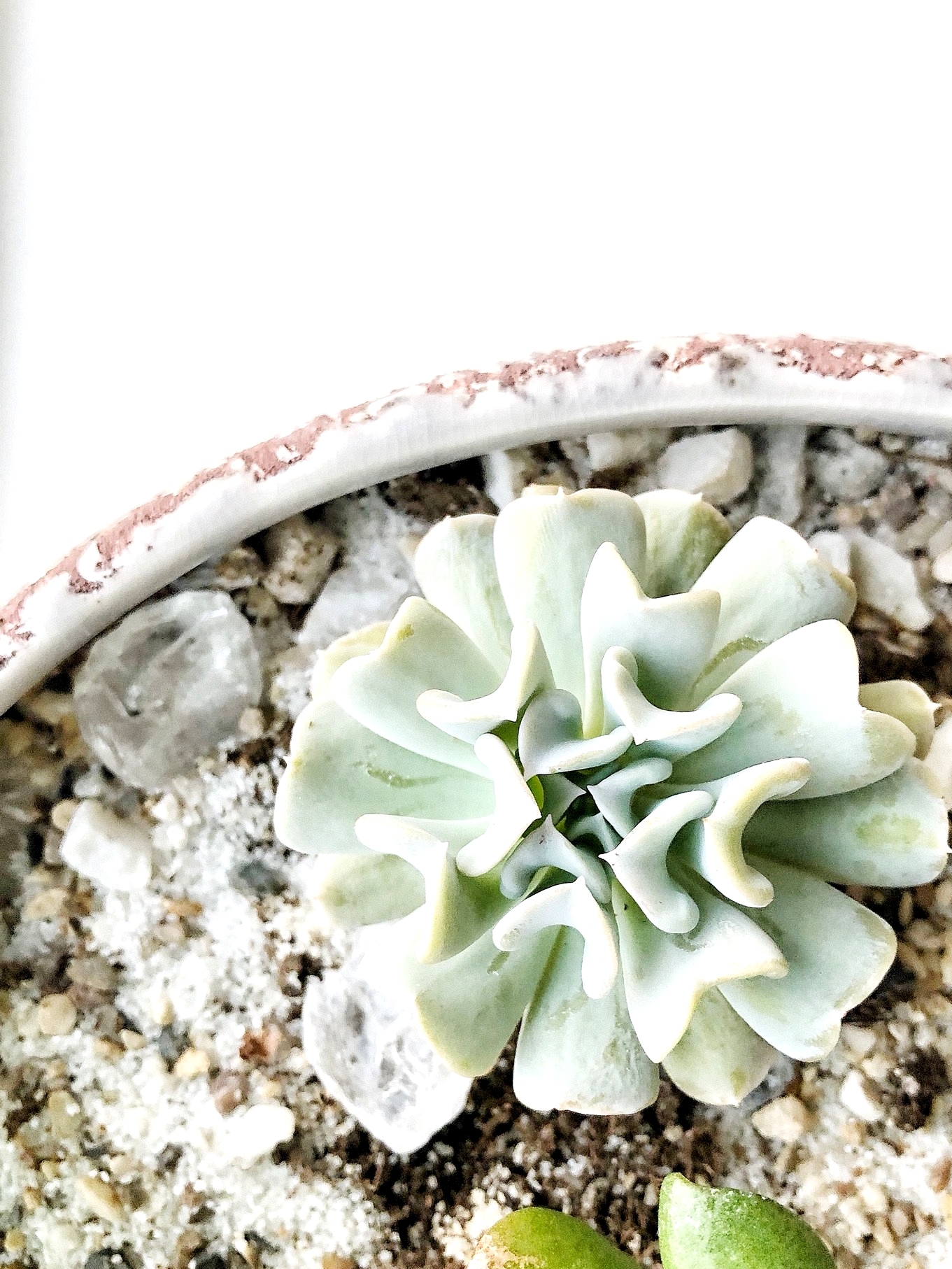 How To Propagate Succulents The Easy Way