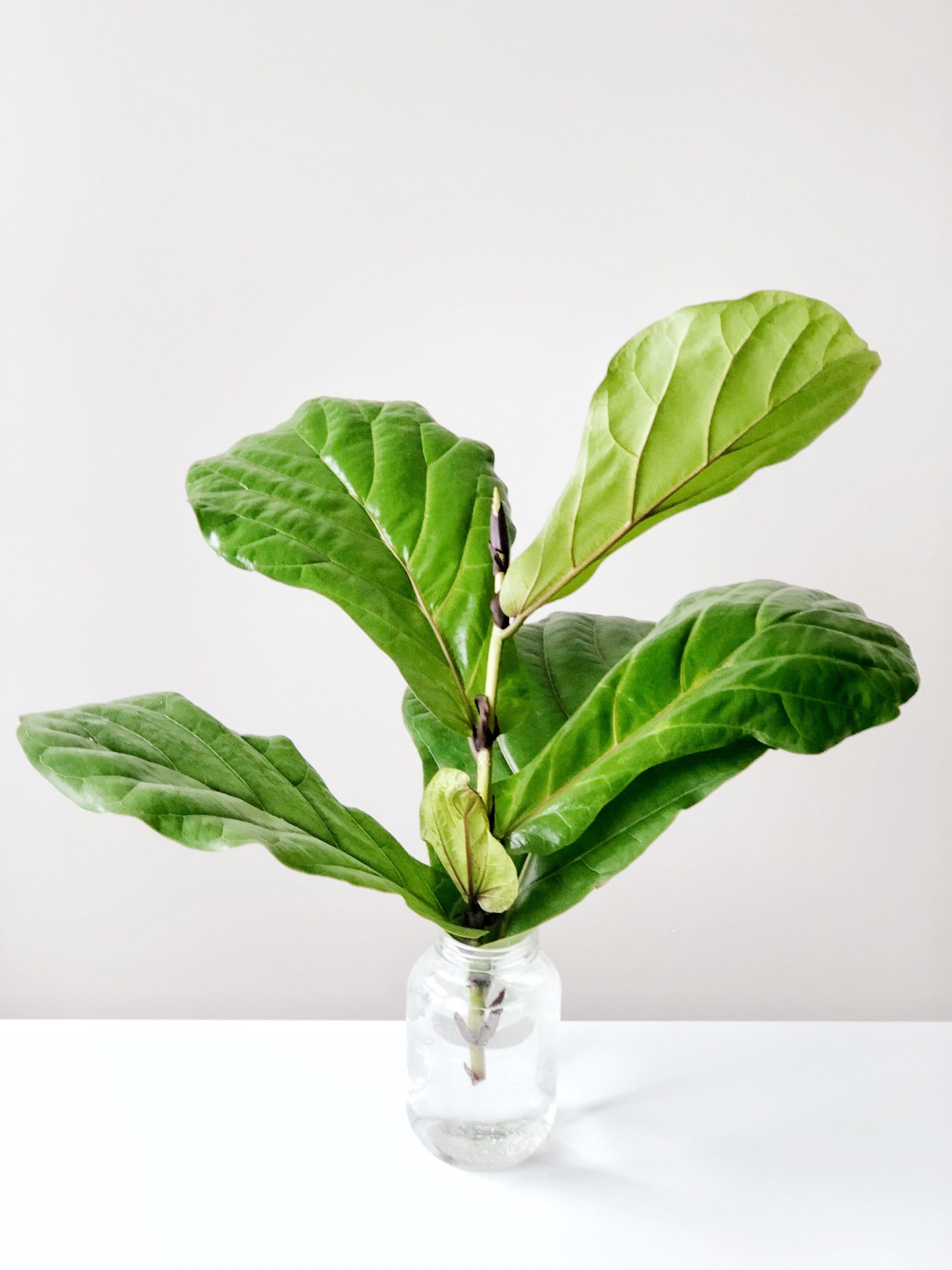 How To Propagate Your Fiddle Leaf Fig Tree