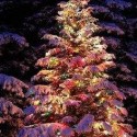How to Decorate Outdoor for the Holidays