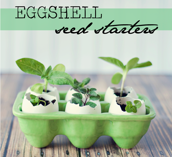 Eggshell Seed Starter